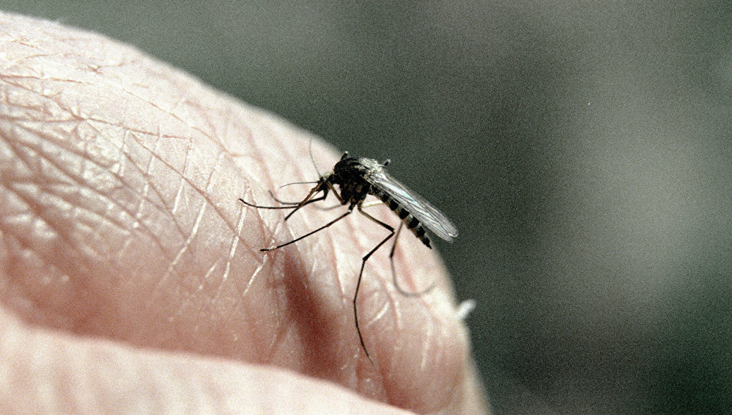 Биологи нашли способ избежать укусов комаров