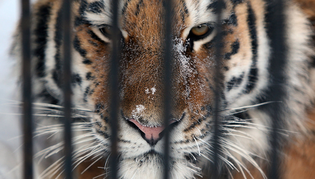 В Приморье провели съемки амурского тигра для нового сериала Netflix