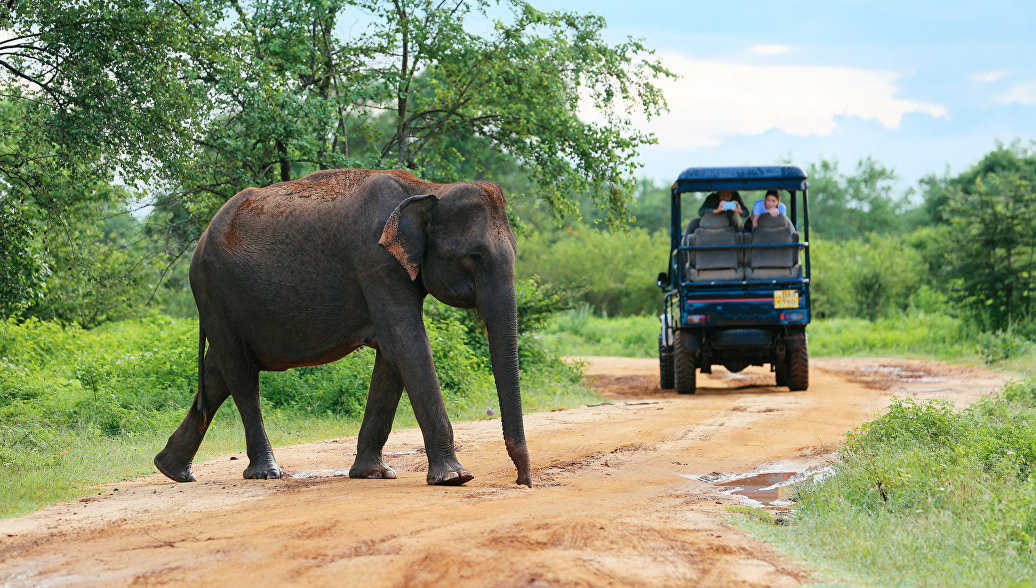 Слон попытался отобрать еду у туристов на Шри-Ланке