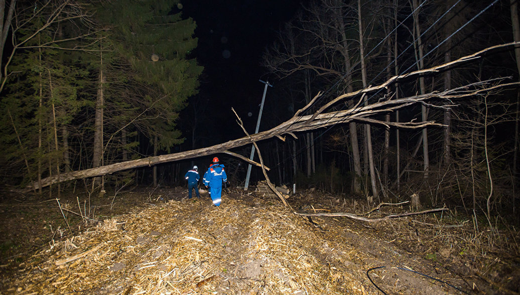 В Подмосковье убрали с дорог более 450 поваленных ураганом деревьев