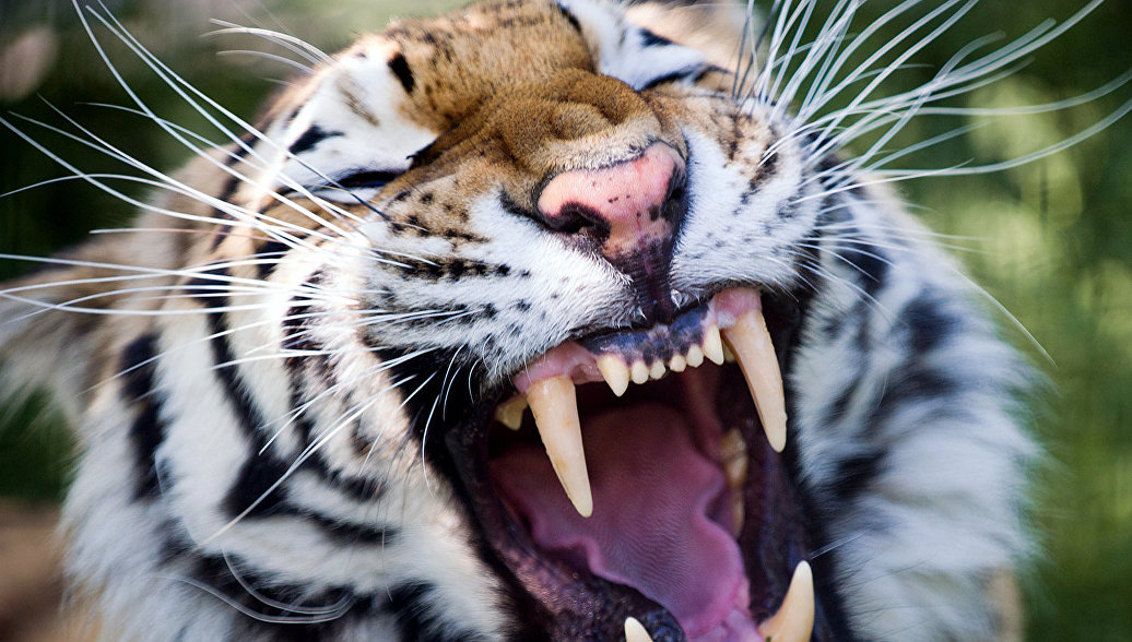 Амурский тигр Сайхан и тигрица из Лазо осваивают тайгу в ЕАО