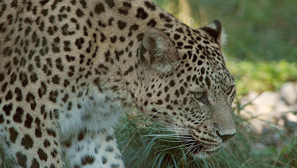 Четырех леопардов выпустят в дикую природу на Кавказе примерно через месяц