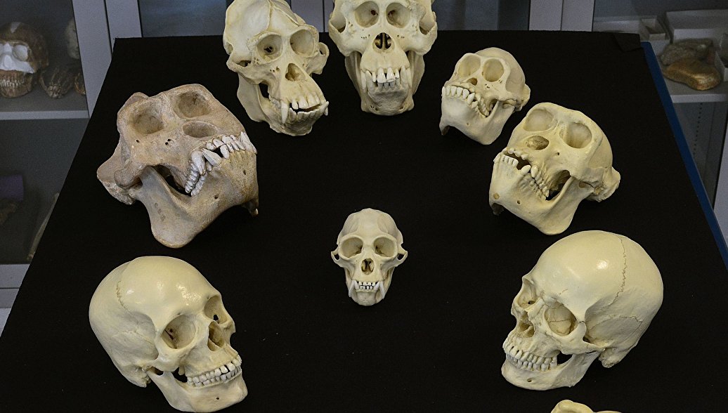 Ученые не нашли ничего необычного в вариациях формы черепа человека